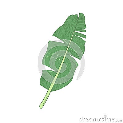 Banana leaf single green isolated vector illustration. Vector Illustration